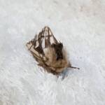 Bag-shelter Moth (Ochrogaster lunifer), Alice Springs NT