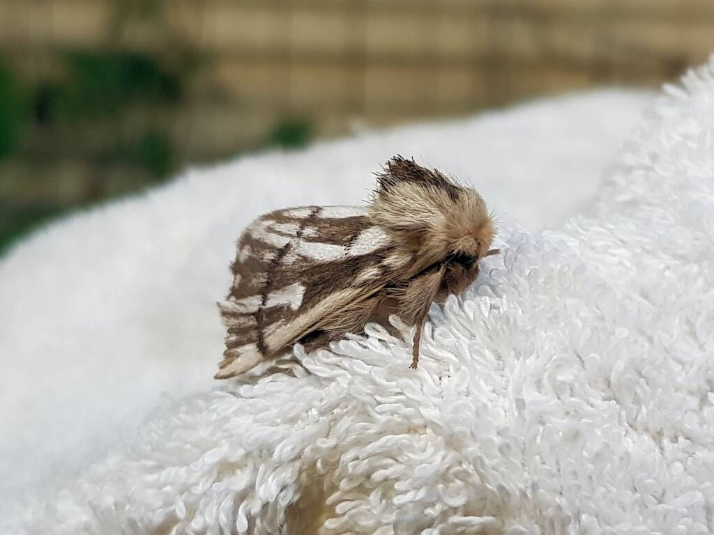 Bag-shelter Moth (Ochrogaster lunifer), Alice Springs NT