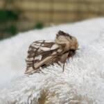 Bag-shelter Moth (Ochrogaster lunifer), Alice Springs NT