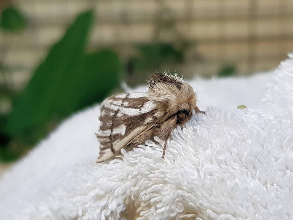 Bag-shelter Moth (Ochrogaster lunifer), Alice Springs NT