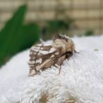 Bag-shelter Moth (Ochrogaster lunifer), Alice Springs NT