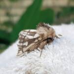 Bag-shelter Moth (Ochrogaster lunifer), Alice Springs NT
