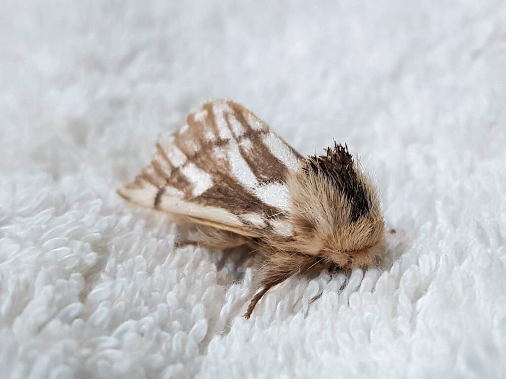 Bag-shelter Moth (Ochrogaster lunifer), Alice Springs NT