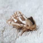 Bag-shelter Moth (Ochrogaster lunifer), Alice Springs NT