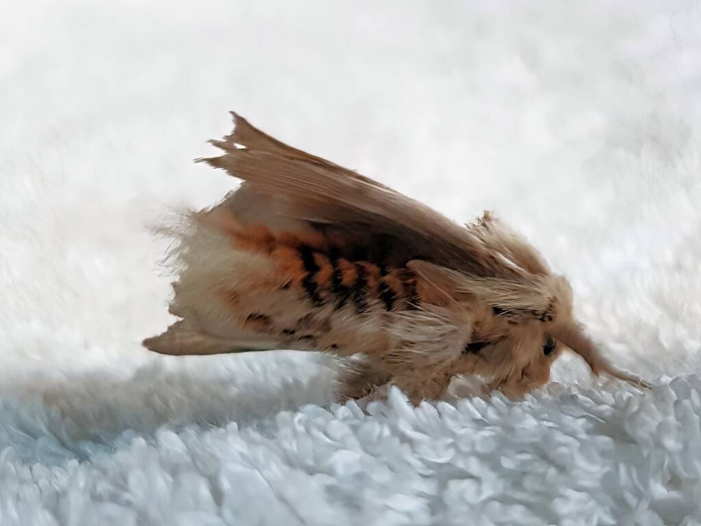 Bag-shelter Moth (Ochrogaster lunifer), Alice Springs NT