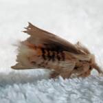 Bag-shelter Moth (Ochrogaster lunifer), Alice Springs NT