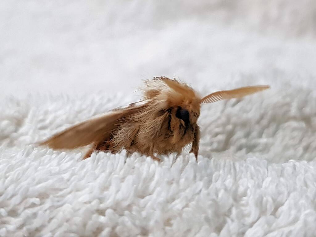 Bag-shelter Moth (Ochrogaster lunifer), Alice Springs NT