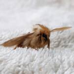 Bag-shelter Moth (Ochrogaster lunifer), Alice Springs NT