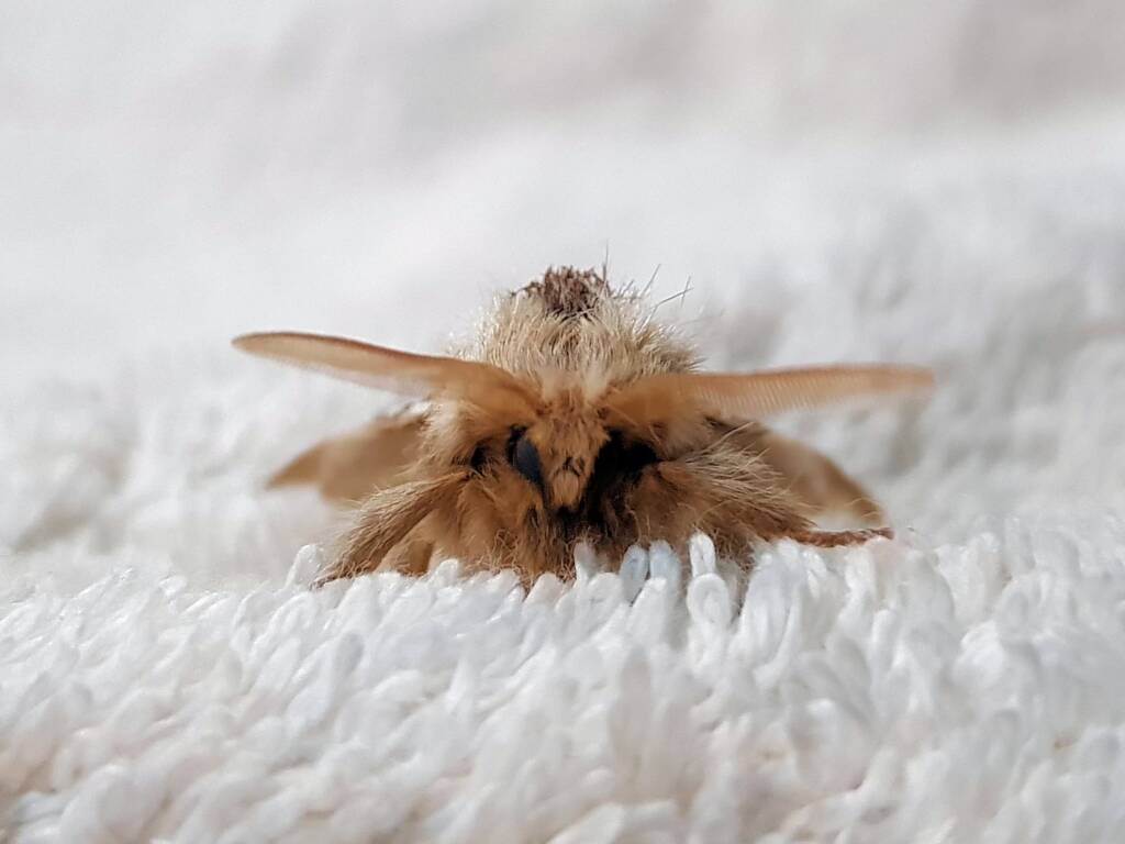 Bag-shelter Moth (Ochrogaster lunifer), Alice Springs NT