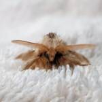 Bag-shelter Moth (Ochrogaster lunifer), Alice Springs NT