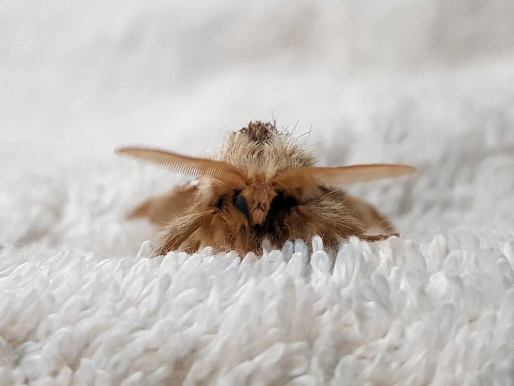 Bag-shelter Moth (Ochrogaster lunifer), Alice Springs NT