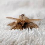 Bag-shelter Moth (Ochrogaster lunifer), Alice Springs NT