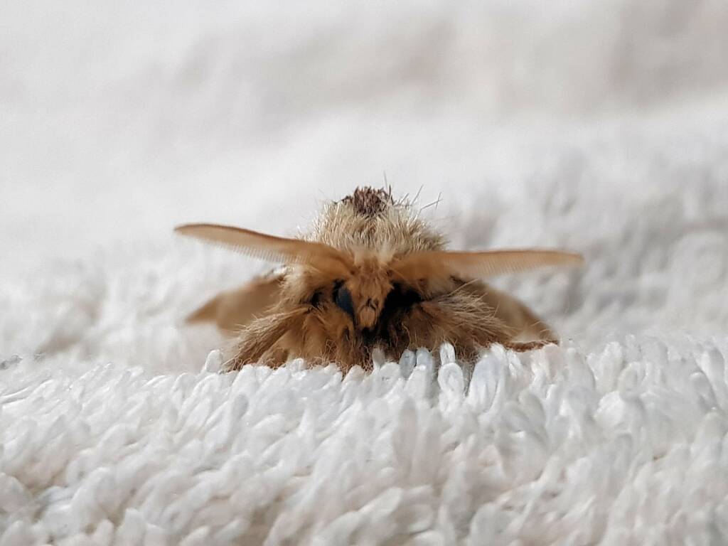 Bag-shelter Moth (Ochrogaster lunifer), Alice Springs NT