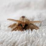 Bag-shelter Moth (Ochrogaster lunifer), Alice Springs NT