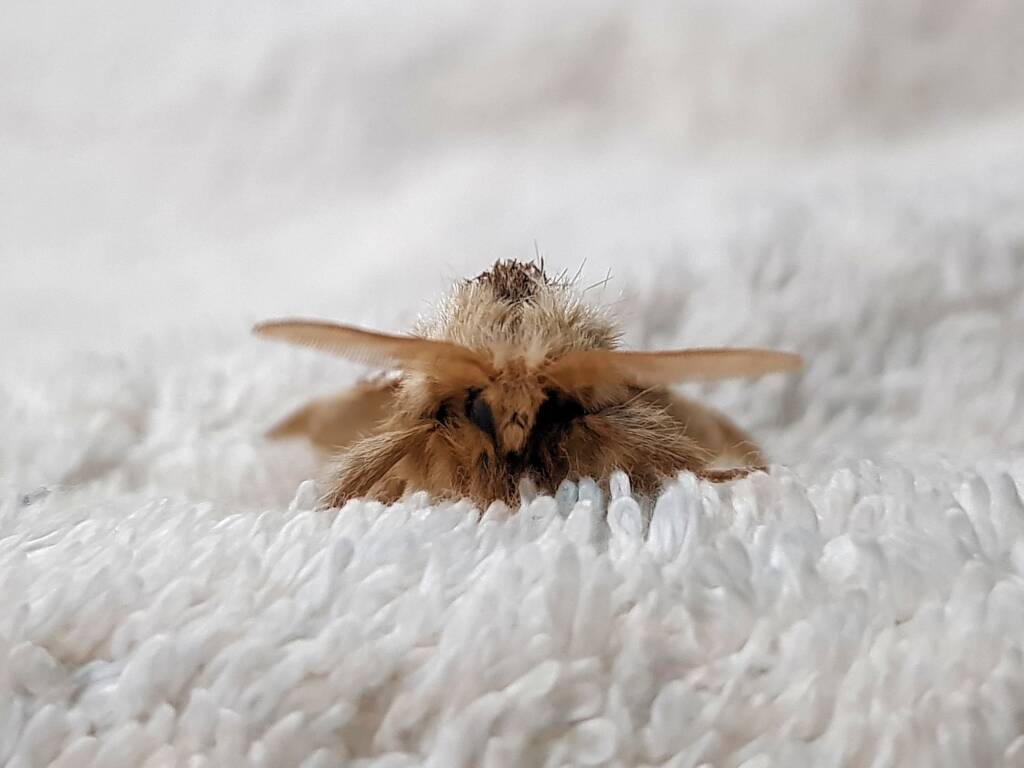 Bag-shelter Moth (Ochrogaster lunifer), Alice Springs NT