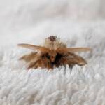 Bag-shelter Moth (Ochrogaster lunifer), Alice Springs NT