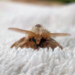 Bag-shelter Moth (Ochrogaster lunifer), Alice Springs NT