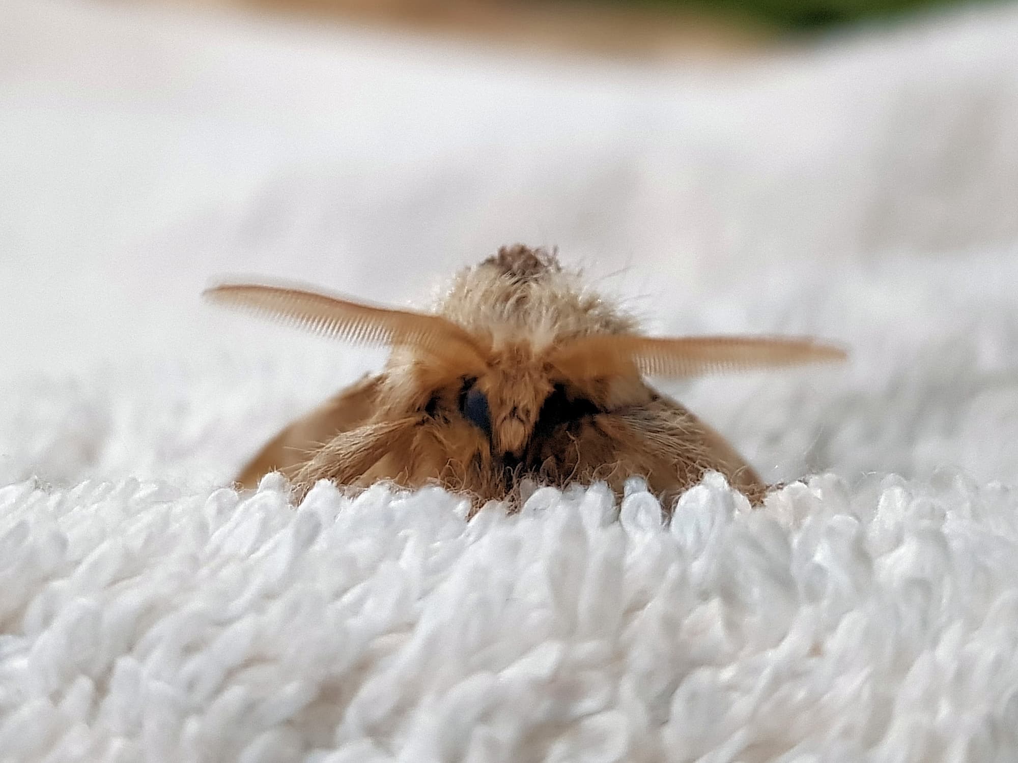 Bag-shelter Moth (Ochrogaster lunifer), Alice Springs NT