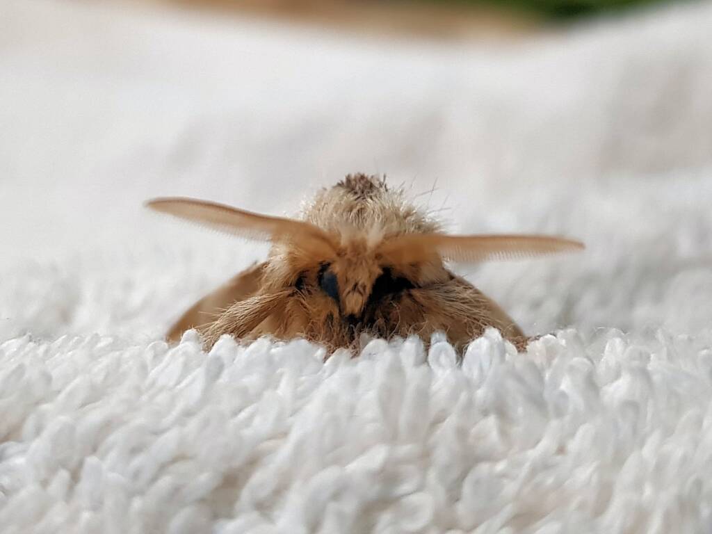 Bag-shelter Moth (Ochrogaster lunifer), Alice Springs NT