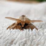 Bag-shelter Moth (Ochrogaster lunifer), Alice Springs NT