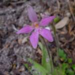 Pink Fairies (Caladenia latifolia), Wilsons Promontory National Park VIC