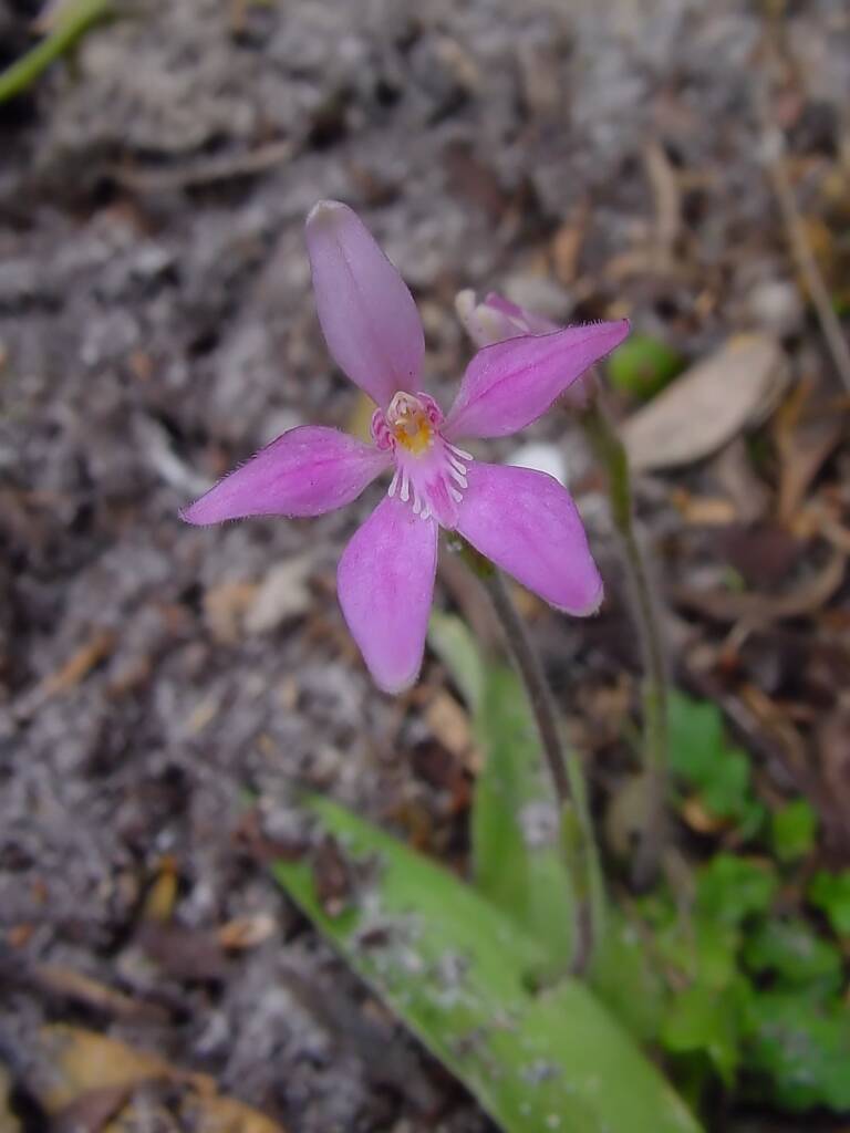 Pink Fairies (Caladenia latifolia), Wilsons Promontory National Park VIC