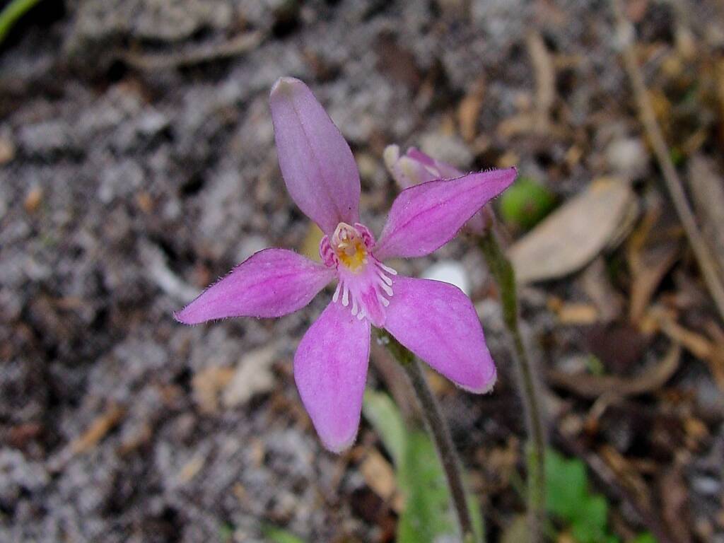 Pink Fairies (Caladenia latifolia), Wilsons Promontory National Park VIC