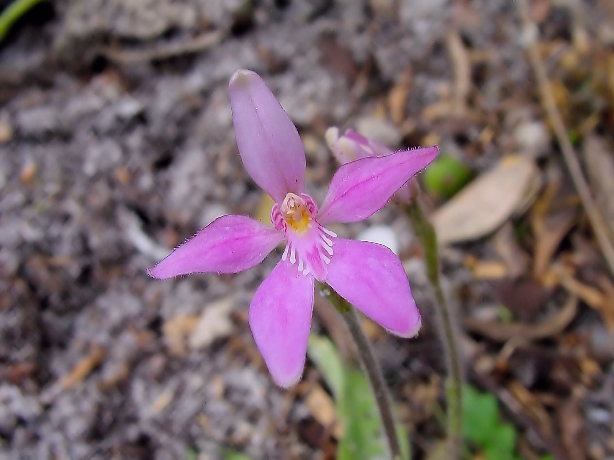 Pink Fairies (Caladenia latifolia), Wilsons Promontory National Park VIC