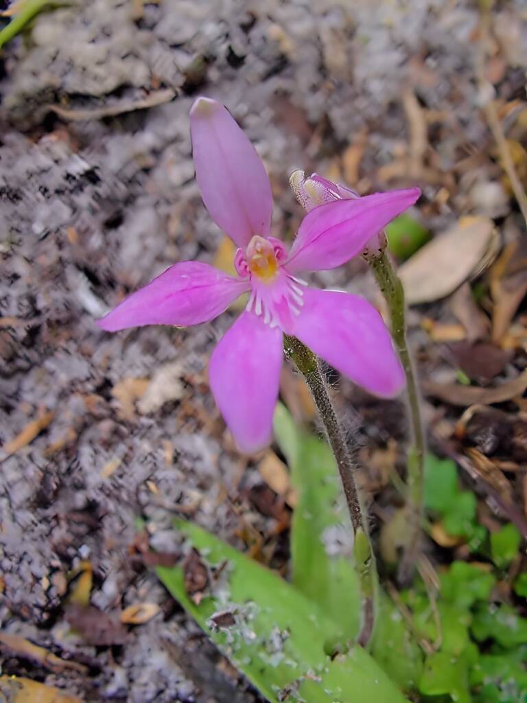 Pink Fairies (Caladenia latifolia), Wilsons Promontory National Park VIC
