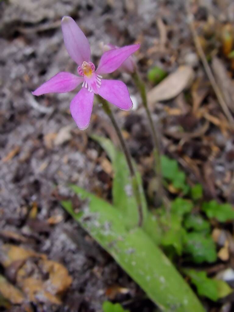 Pink Fairies (Caladenia latifolia), Wilsons Promontory National Park VIC