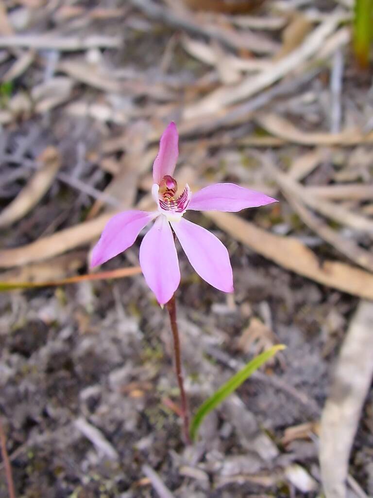 Tiny Caladenia (Caladenia pusilla), Lime Bay Nature Reserve, Tasman Peninsula, TAS