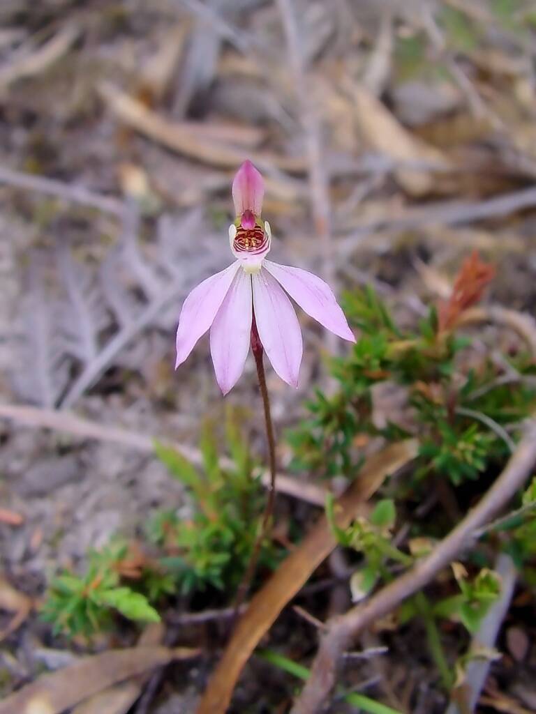 Tiny Caladenia (Caladenia pusilla), Lime Bay Nature Reserve, Tasman Peninsula, TAS