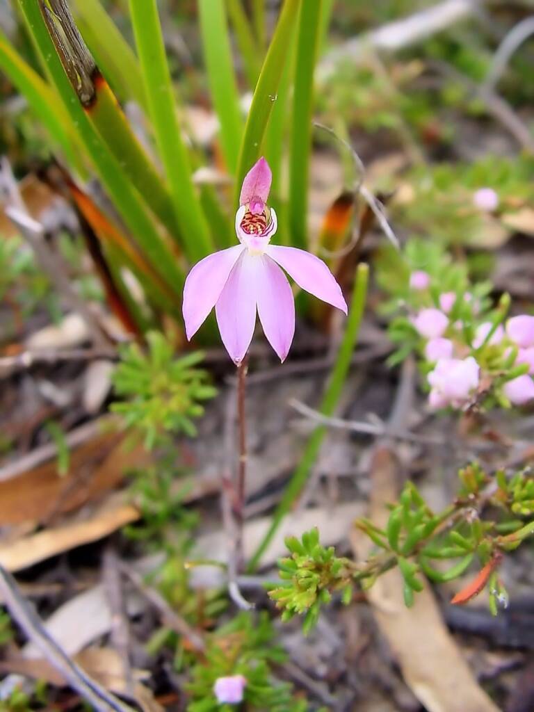 Tiny Caladenia (Caladenia pusilla), Lime Bay Nature Reserve, Tasman Peninsula, TAS