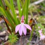 Tiny Caladenia (Caladenia pusilla), Lime Bay Nature Reserve, Tasman Peninsula, TAS