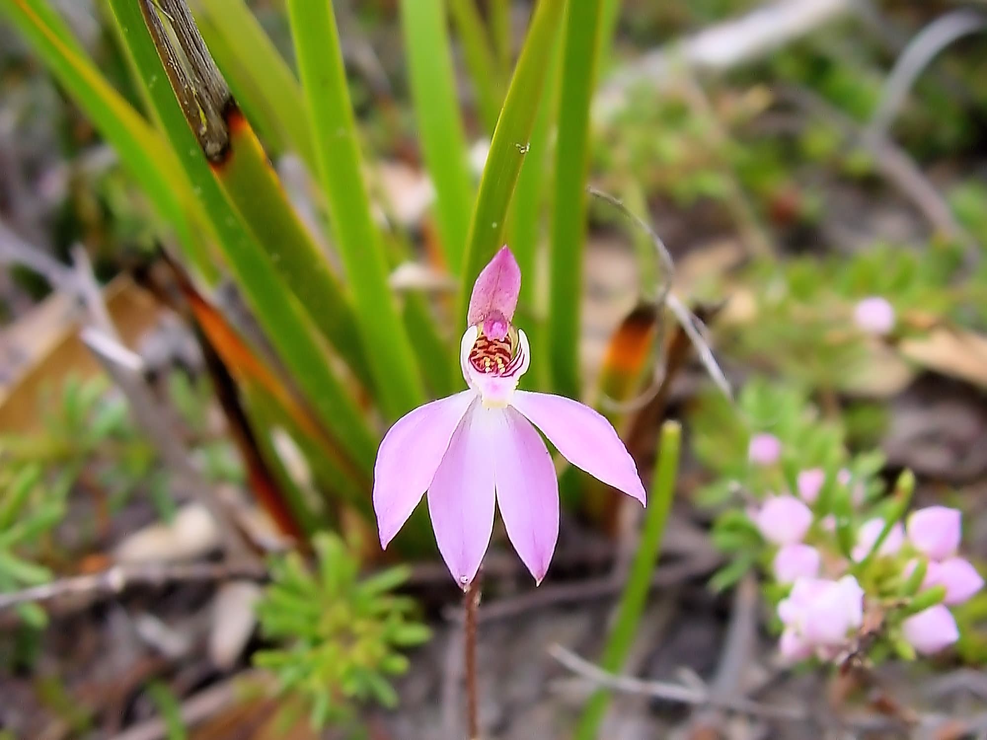 Tiny Caladenia (Caladenia pusilla), Lime Bay Nature Reserve, Tasman Peninsula, TAS