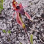 Thick-lip Spider-Orchid (Caladenia tessellata), Wilsons Promontory National Park VIC