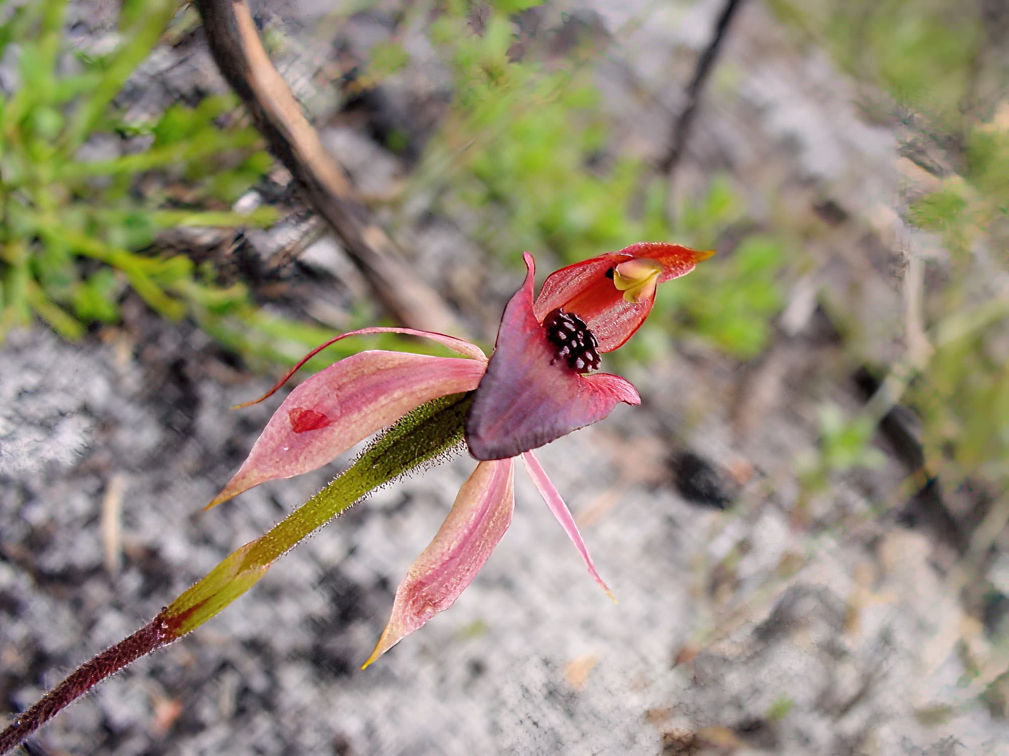 Thick-lip Spider-Orchid (Caladenia tessellata), Wilsons Promontory National Park VIC