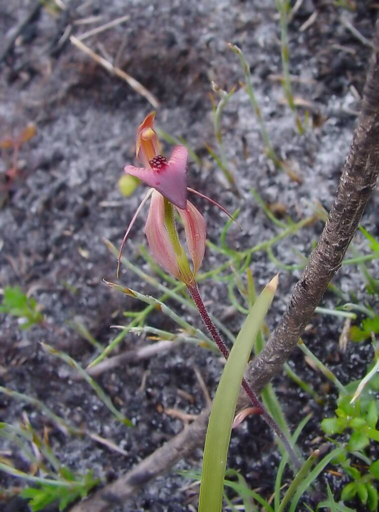 Thick-lip Spider-Orchid (Caladenia tessellata), Wilsons Promontory National Park VIC