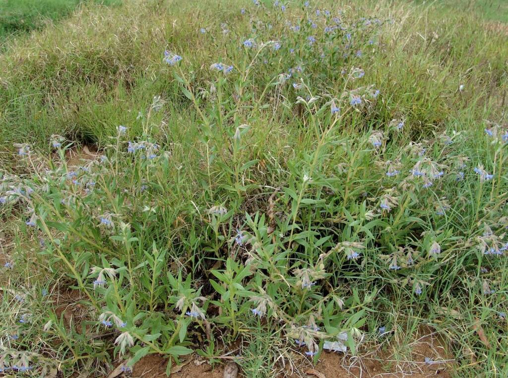 Cattlebush (Trichodesma zeylanicum), Alice Springs NT