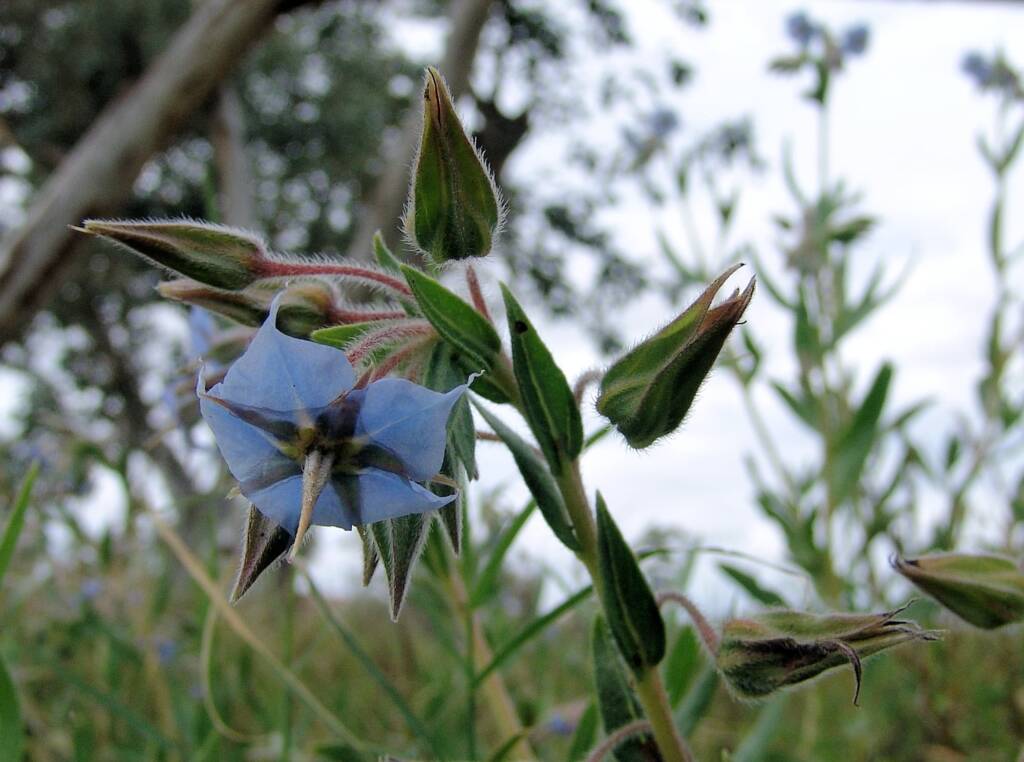 Cattlebush (Trichodesma zeylanicum), Alice Springs NT