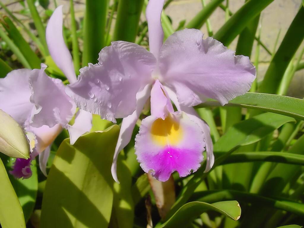 Cattleya orchid, Royal Botanic Garden Sydney NSW