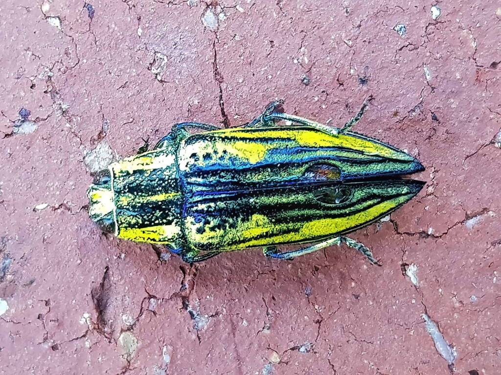 Genus Chalcophorotaenia, Alice Springs NT