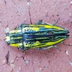 Genus Chalcophorotaenia, Alice Springs NT