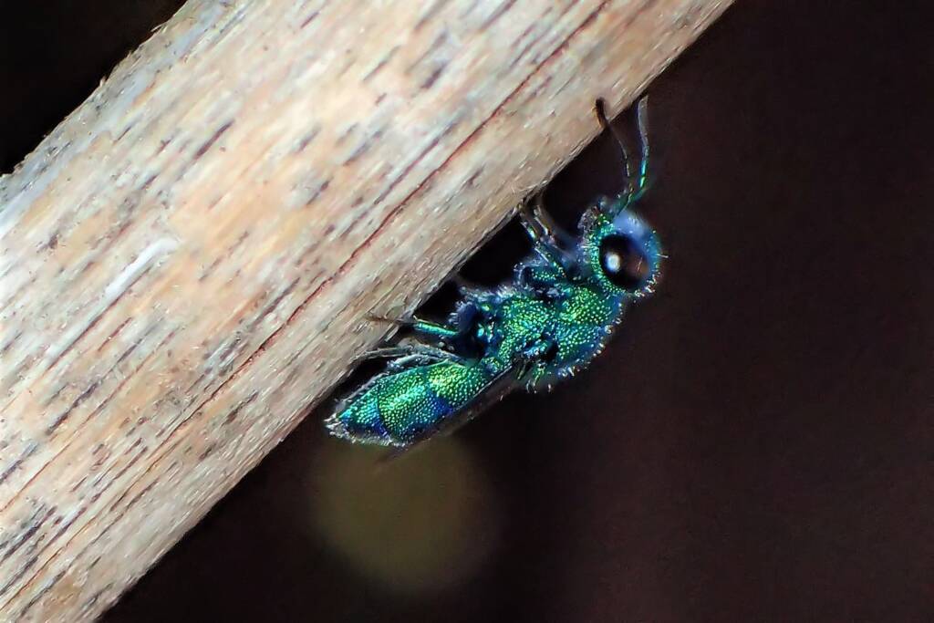 Chrysididae (Cuckoo Wasp), Midwest WA © Gary Taylor