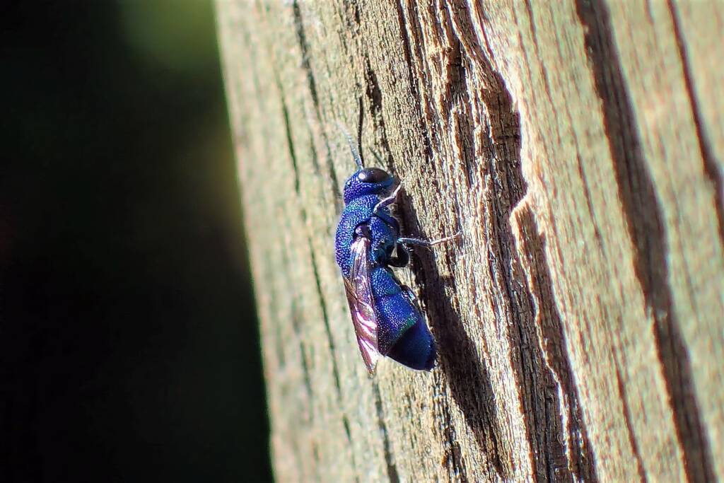 Chrysididae (Cuckoo Wasp), Midwest WA © Gary Taylor