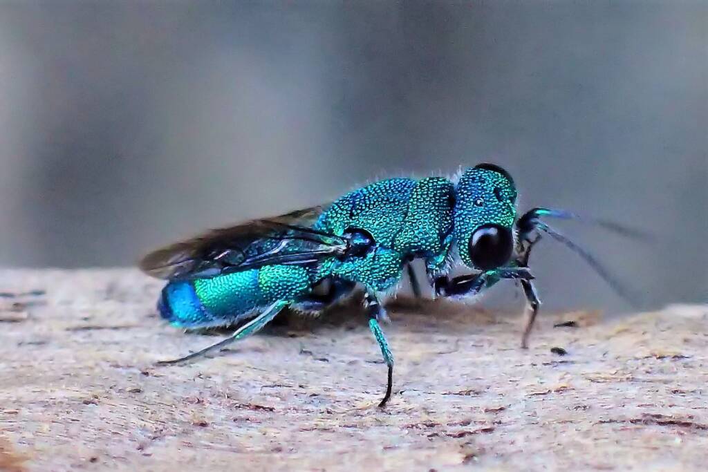Chrysididae (Cuckoo Wasp), Midwest WA © Gary Taylor