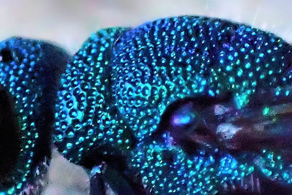 Chrysididae (Cuckoo Wasp), Midwest WA © Gary Taylor