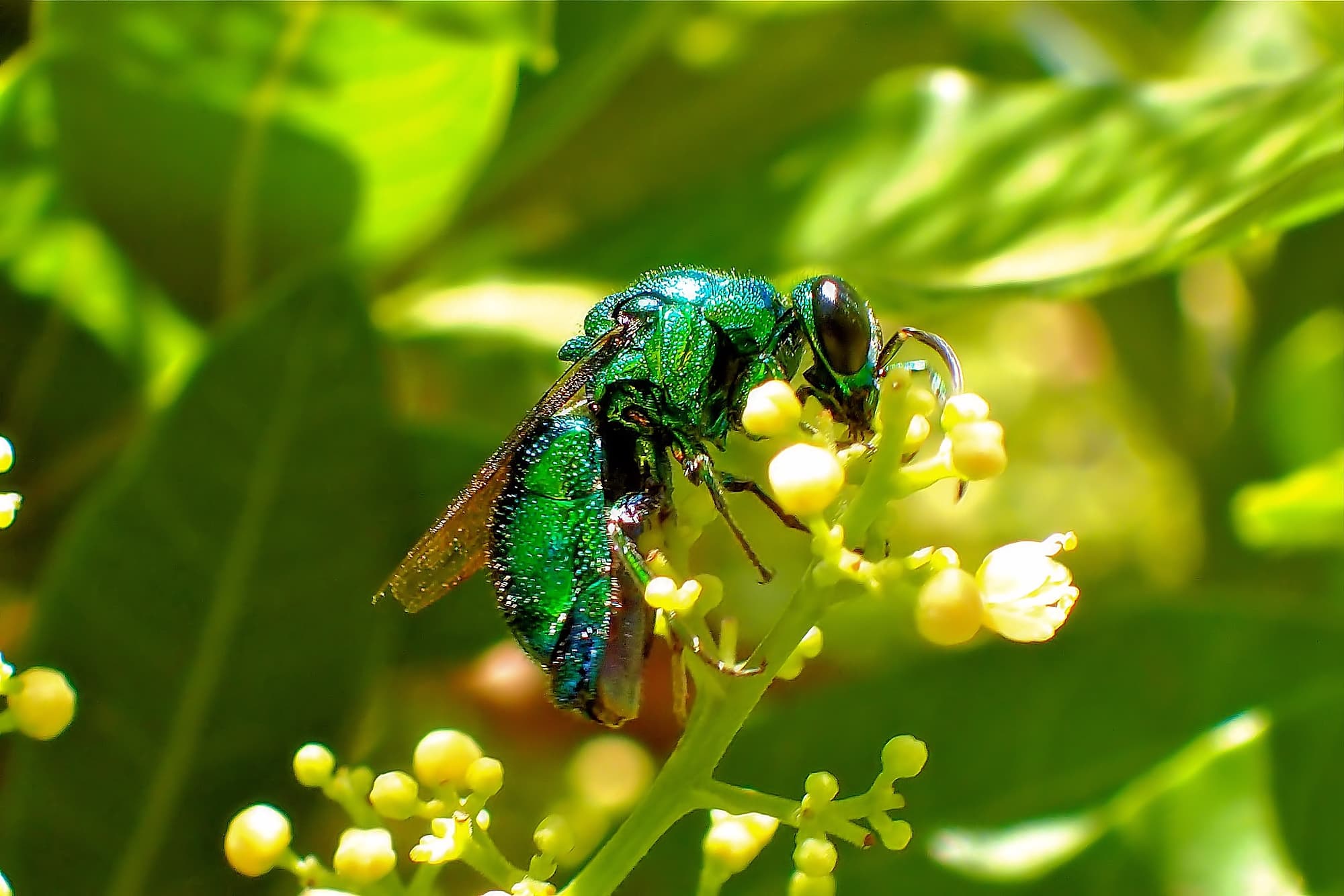 Chrysididae, genus Stilbum (Cuckoo Wasp), Midwest WA © Gary Taylor