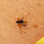 Spider Wasp (genus Cryptocheilus, family Pompilidae), Alice Springs NT