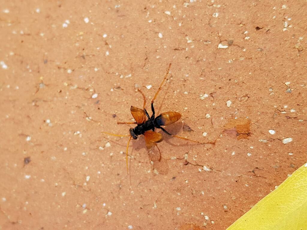 Spider Wasp (genus Cryptocheilus, family Pompilidae), Alice Springs NT